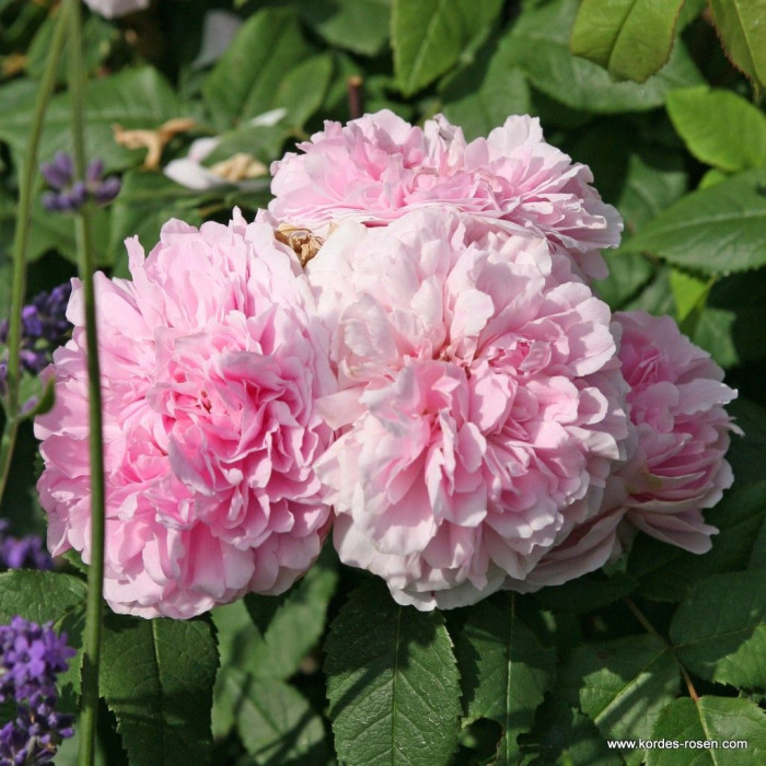 JACQUES CARTIER
